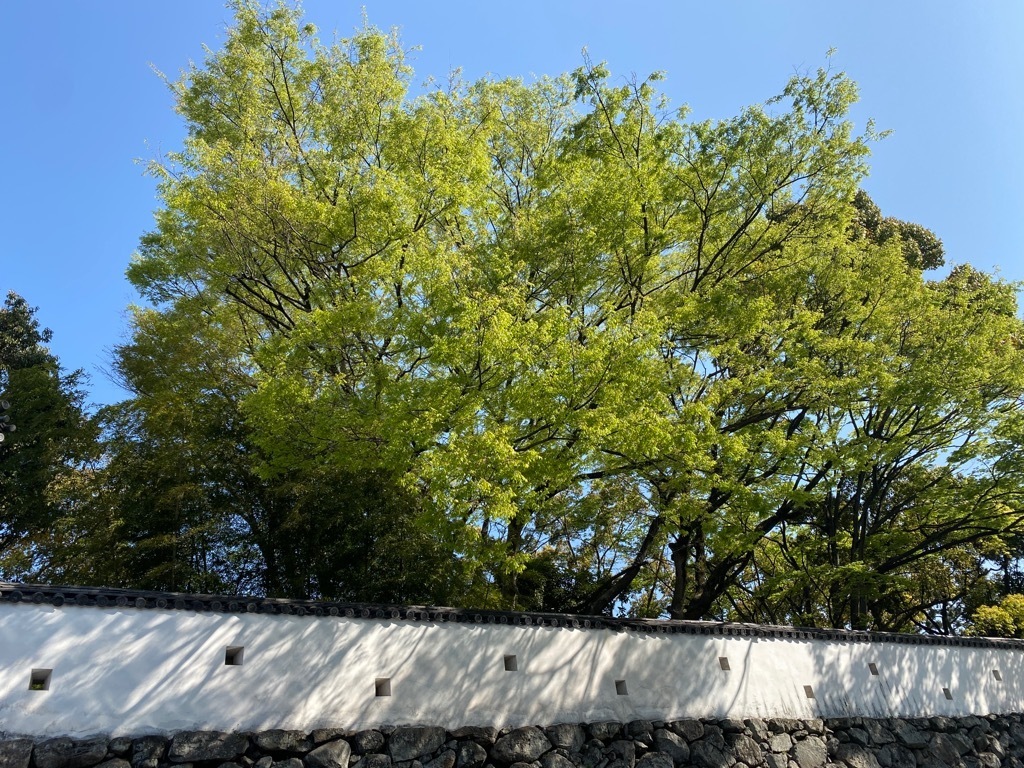41B3DB14-64D2-4425-B13A-57D5A37CE4C5.jpeg